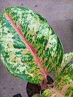 Аглаонема Карнивал Квин KR4033 купить в Москве