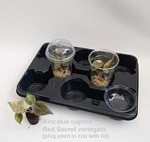 Алоказия красная Купера Ред Сикрет вариегата KR3732 купить в Москве
