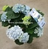 Гортензия, гидрангия в горшке на 8 марта Гортензия, гидрангия в горшке на 8 марта