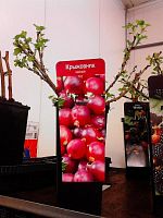 Крыжовник красный Колобок саженцы OG141 купить в Москве