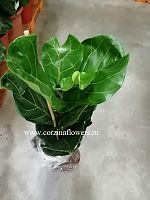 Фикус Лирата 100-120 см  KR40 купить в Москве
