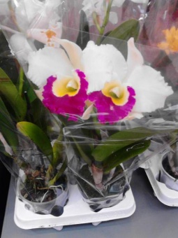 Каттлея бело-малиновая орхидея