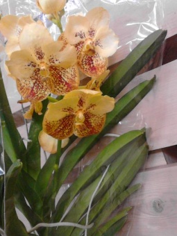 Орхидея Ванда оранжево-бордовая подвесная