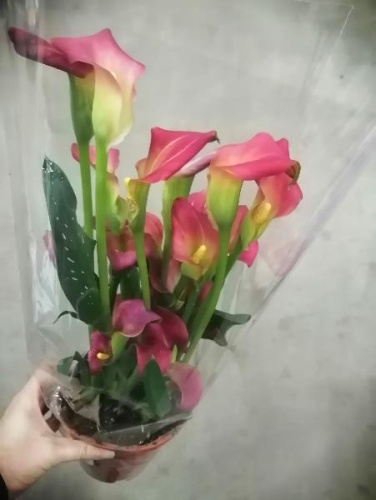 Калла красная в горшке DZ698 купить в Москве