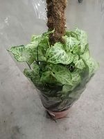 Сингониум Батик на опоре 40-50см KR3254 купить в Москве