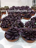 Анакампсерос Рубра суккулент KR256 купить в Москве