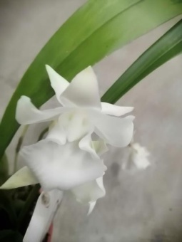 Кохлеантус белый орхидея 12см