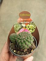 Сулькоребуция Бревиспина кактус KR3372 купить в Москве
