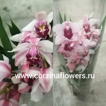 Орхидея Цимбидиум розовый О169 купить в Москве