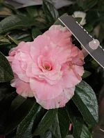 Азалия Айко биколор в горшке DZ709 купить в Москве