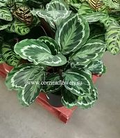 Калатея Медальон 70-90 см KR847 купить в Москве