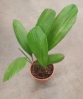 Ликуала Грандис пальма KR1776 купить в Москве