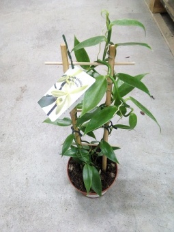 Орхидея Ваниль на решетке 12