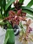Орхидея Цимбидиум Каскад браун 2-3 цв подвесной О163 купить в Москве