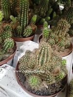 Кактус Хамецереус Сильверстри KR392 купить в Москве