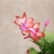 Декабрист, Шлюмбергера Самба Бразил-цветение https://corzinaflowers.ru/catalog/komnatnye_rasteniya_i_tsvety/kaktusy_ekheverii_i_dr_sukkulenty/kaktusy_v_gorshkakh/dekabrist_shlyumbergera_rozhdestvennik_kaktus/10518/
