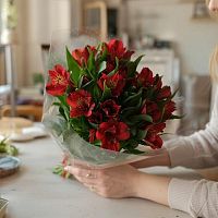 Альстромерия Надя — срезка для стойких букетов и нежных композиций SR1077 купить в Москве