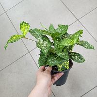 Драцена Суркулоза KR593 купить в Москве
