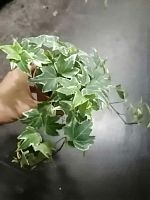 Хедера Вайт Риппл KR2919 купить в Москве