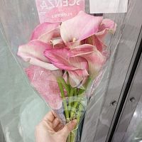 Калла розовая Зазу срезка SR1019 купить в Москве