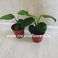 Монстера Фрайдрихсталь KR8 купить в Москве
