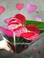 Антуриум Андреанум Даймонд красный DZ551 купить в Москве