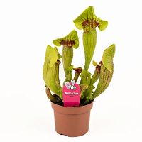 Саррацения Фон хищник KR4064 купить в Москве