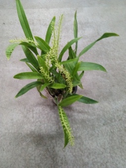 Орхидея Липарис микс 12см