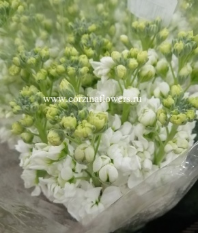 Маттиола (левкой) Айрон Вайт срезка (ароматные цветы) 10 шт 