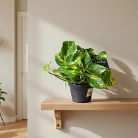 Эпипремнум Хиколор KR2548 купить в Москве