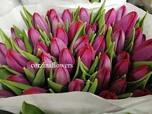 Тюльпан Пинк ардор срезка SR398 купить в Москве