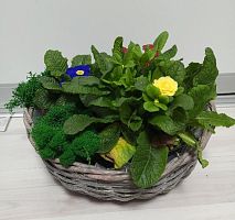 Примула в корзине Кант подарочная KM1103 купить в Москве