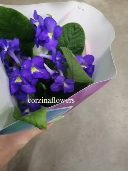 Стрептокарпус фиолетовый Февраль DZ443 купить в Москве