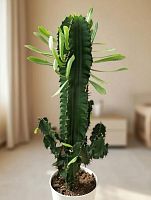 Эуфорбия Эритрея 70-90 см кактус KR2391 купить в Москве