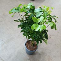 Шеффлера Компакта Нора переплетенная 60-70см KR3397 купить в Москве