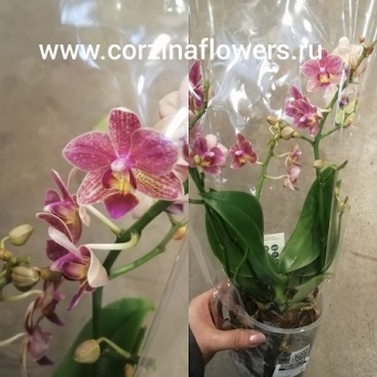 Орхидея Фаленопсис Фрагранс ароматная 12