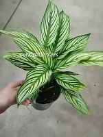 Калатея Витата KR1353 купить в Москве