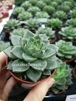 Эхеверия Гилва грин суккулент KR2313 купить в Москве