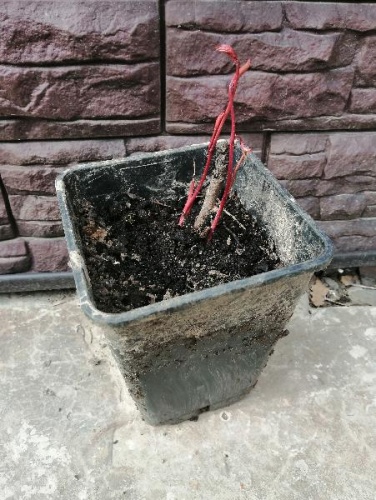 Пион древовидный Серебристый Ручей саженец OG4 купить в Москве фото 3