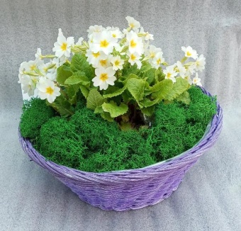 Примула в корзине Круг на подарок https://corzinaflowers.ru/catalog/tovary_k_prazdnikam/paskha/primuly_kompozitsii_na_paskhu/11289/