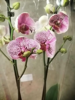 Фаленопсис мутант 796 орхидея