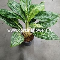 Аглаонема Пикок, Aglaonema Peacock KR1066 купить в Москве