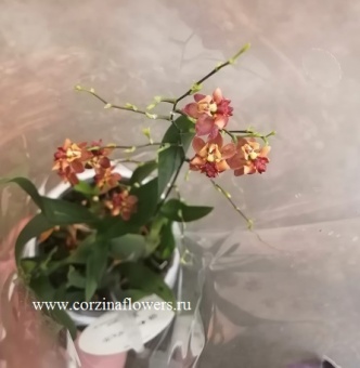 Орхидея Онцидиум твинкл оранжевый Tiny Twinkle Cinnamon https://corzinaflowers.ru/catalog/komnatnye_rasteniya_i_tsvety/1161/
