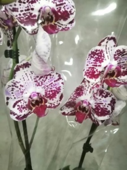 Фаленопсис гибрид орхидея 12см