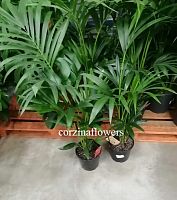 Пальма Ховея 120-130см KR136 купить в Москве