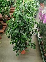 Фикус бенжамина Даниэль 130-150 см KR2594 купить в Москве