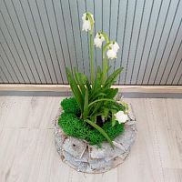 9 пророщенных Белоцветников в кашпо Мидель KM828 купить в Москве