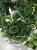 Пеперомия Каперата Лилиан 12см https://corzinaflowers.ru/catalog/komnatnye_rasteniya_i_tsvety/kaktusy_ekheverii_i_dr_sukkulenty/peperomiya_sukkulent/1656/