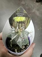 Астрофитум Орнатум кактус KR1014 купить в Москве