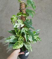 Сциндапсус Эпипремнум Марбл Кинг на опоре KR3855 купить в Москве